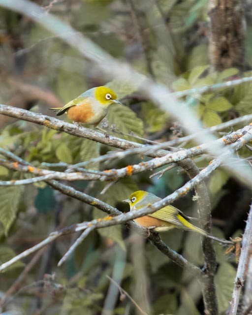 Silvereye - ML634997380
