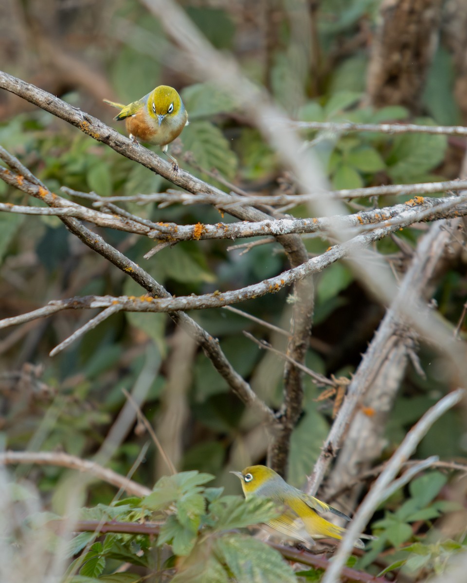 Silvereye - ML634997382