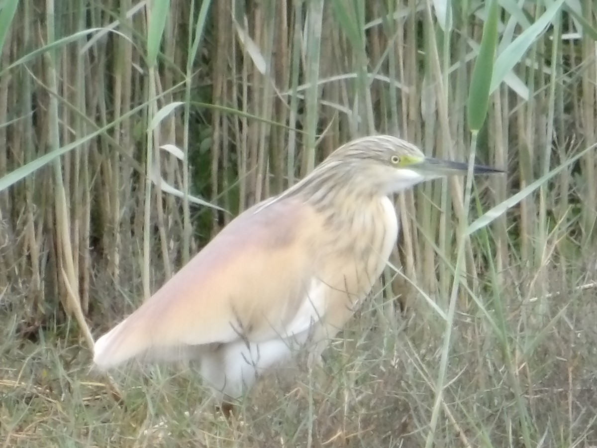 Squacco Heron - ML634997447