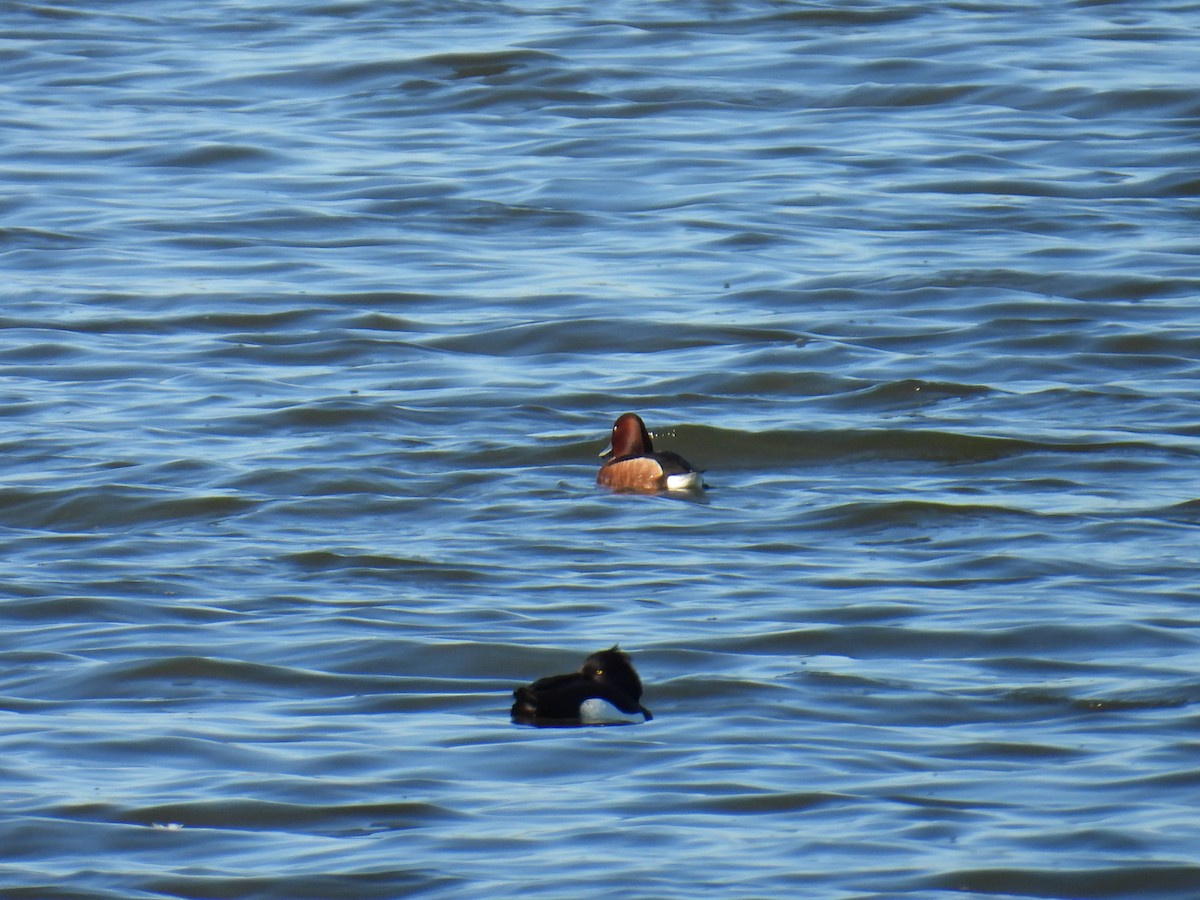 Ferruginous Duck - ML634997452