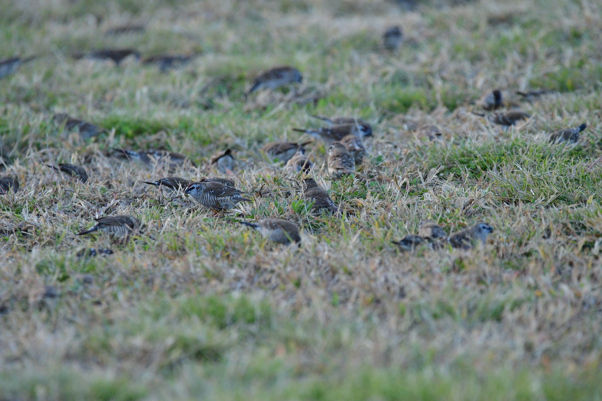 Plum-headed Finch - ML634997457