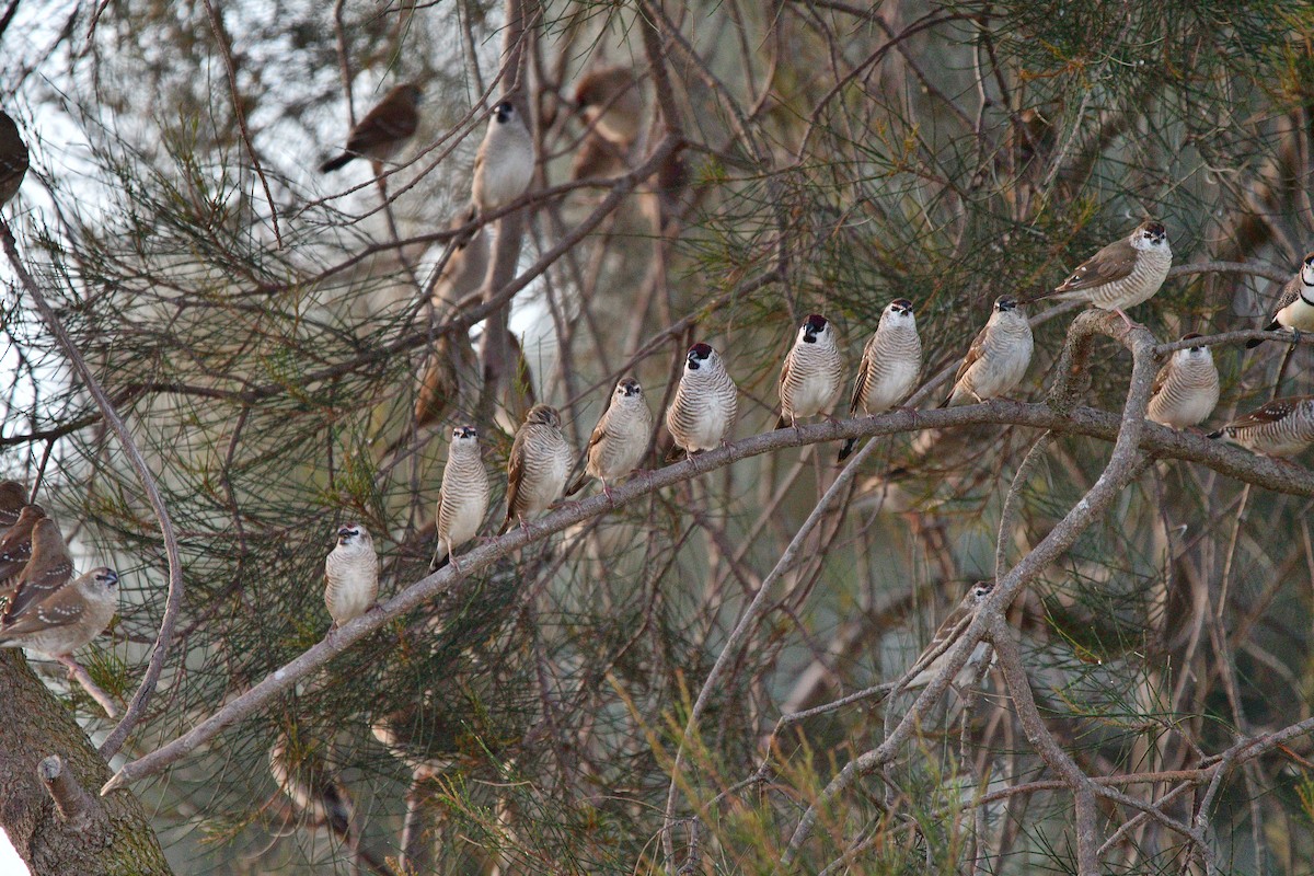 Plum-headed Finch - ML634997458