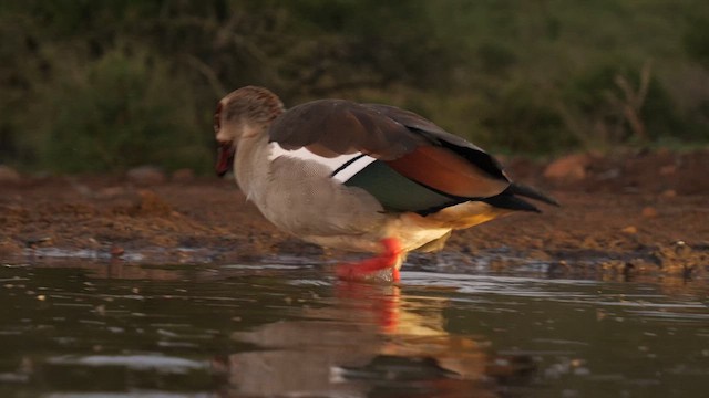 Egyptian Goose - ML634997466