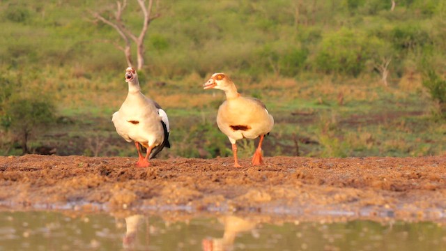 Egyptian Goose - ML634997467