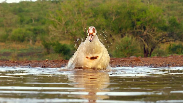 Egyptian Goose - ML634997468