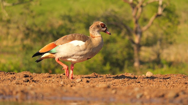 Egyptian Goose - ML634997469
