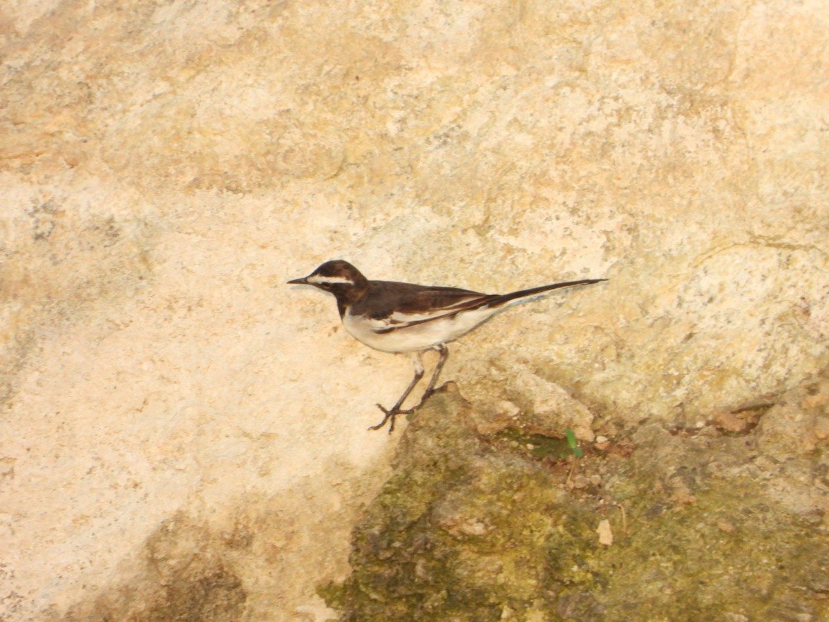 White-browed Wagtail - ML634997510