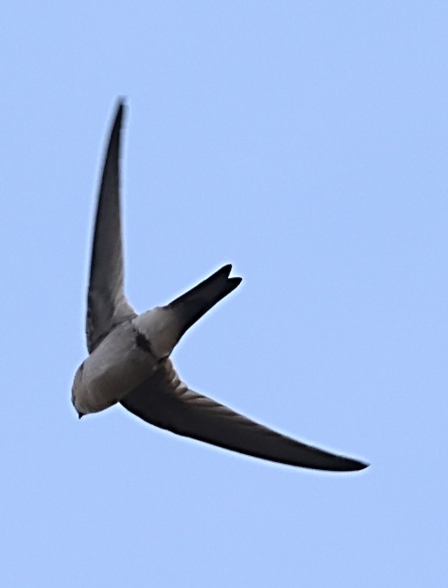 Andean Swift - ML634997520