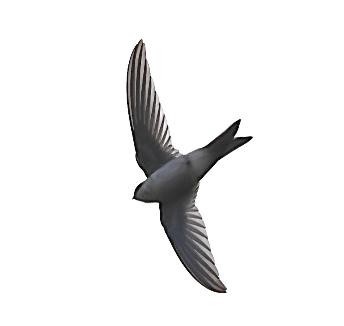 Andean Swift - ML634997521