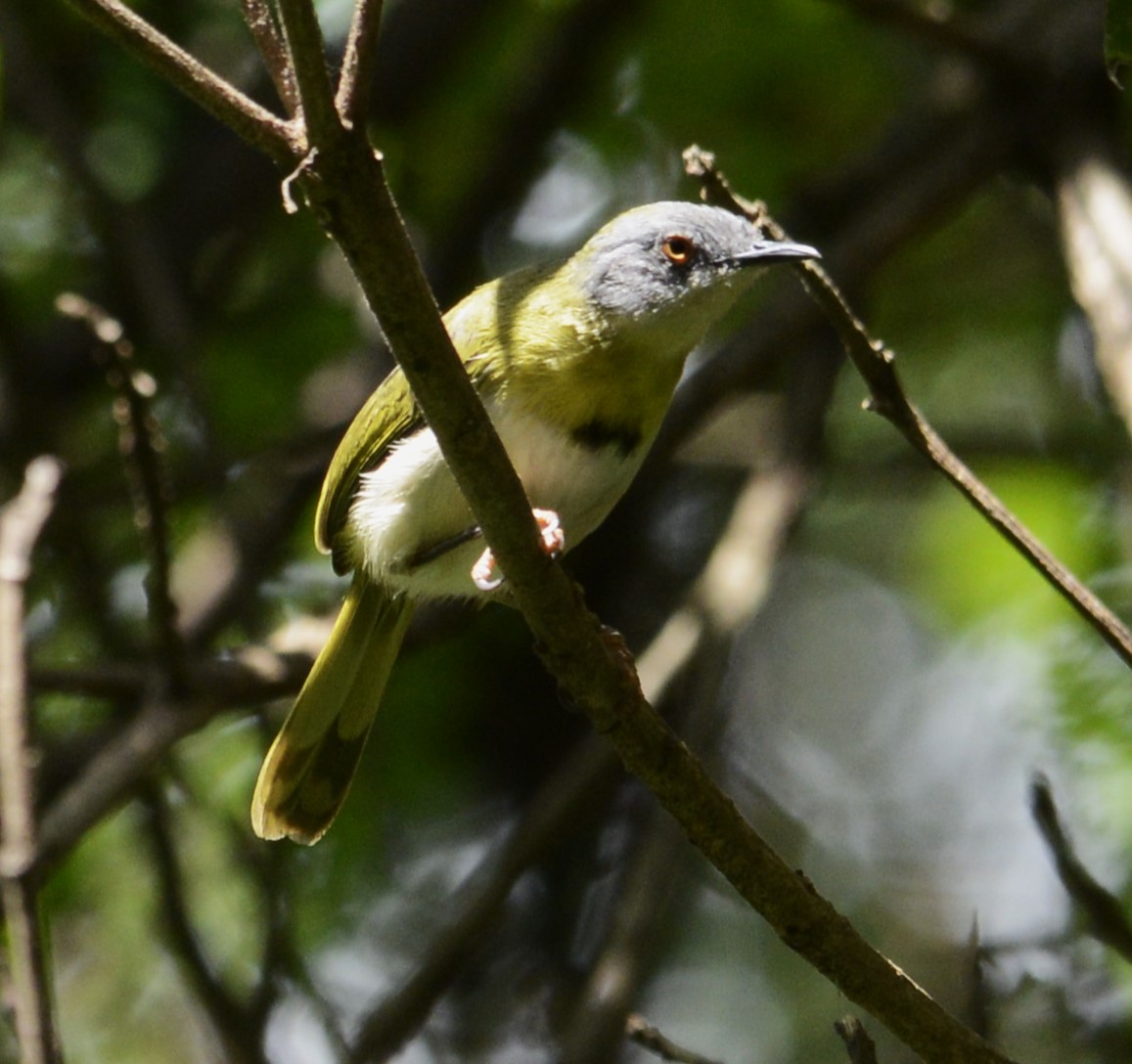 Yellow-breasted Apalis - ML634997531