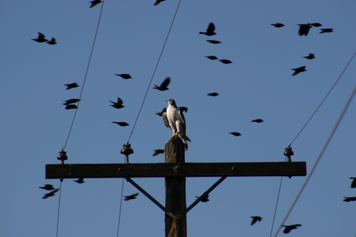 Gyrfalcon - ML634997663