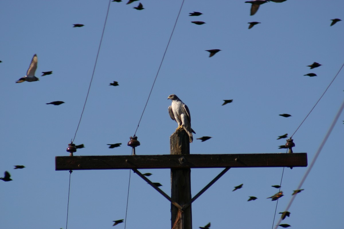 Gyrfalcon - ML634997664
