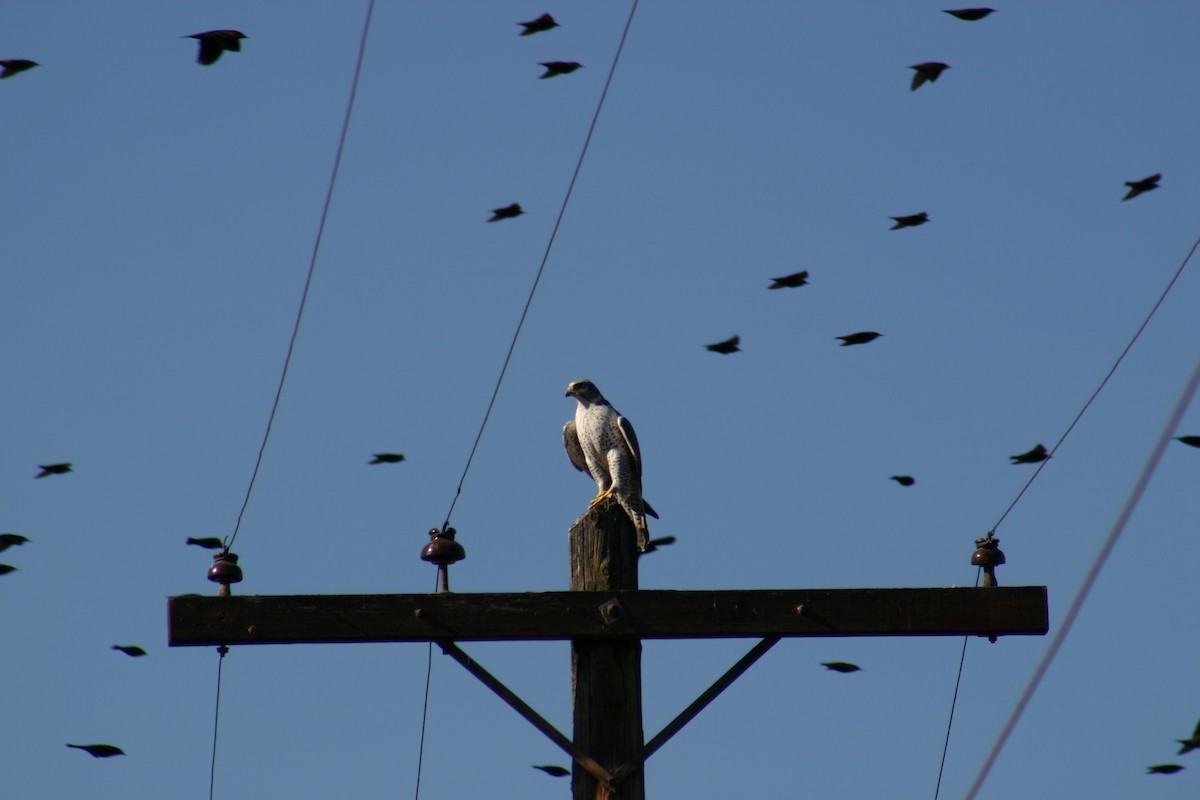 Gyrfalcon - ML634997665