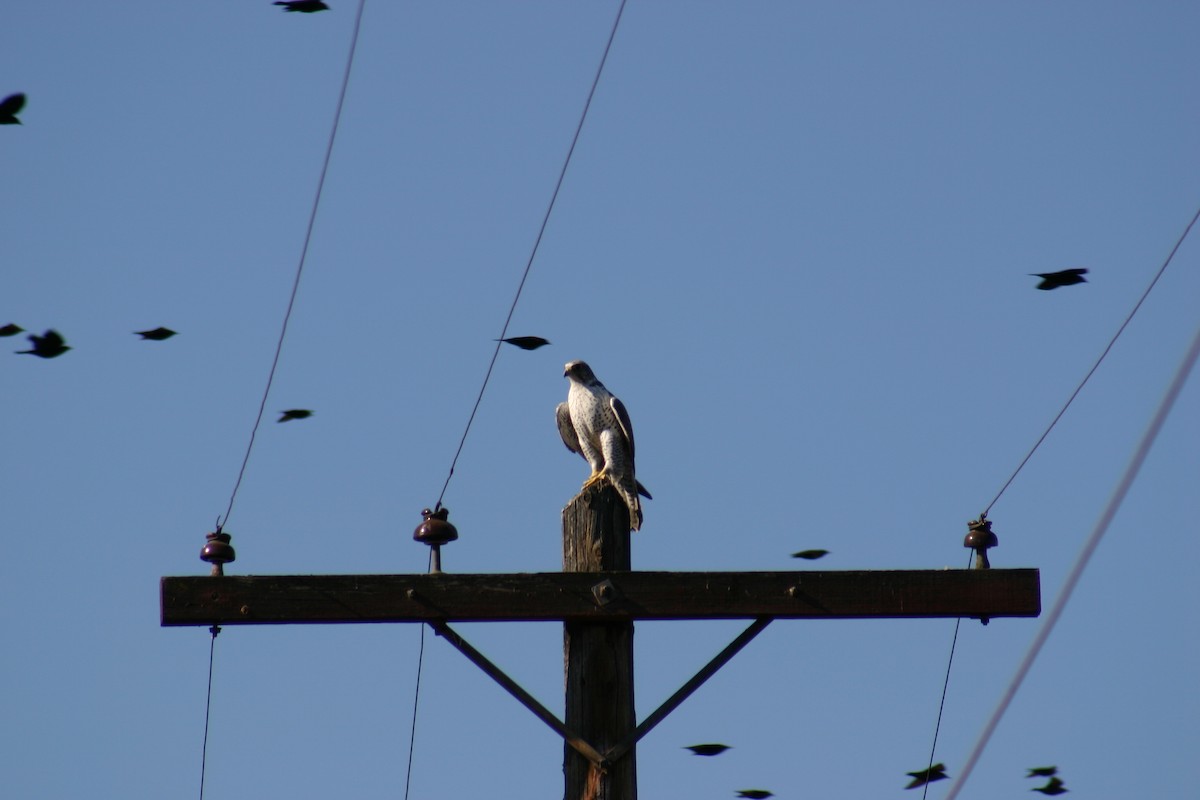 Gyrfalcon - ML634997667