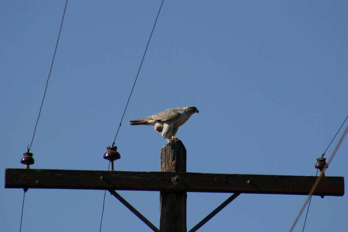 Gyrfalcon - ML634997668
