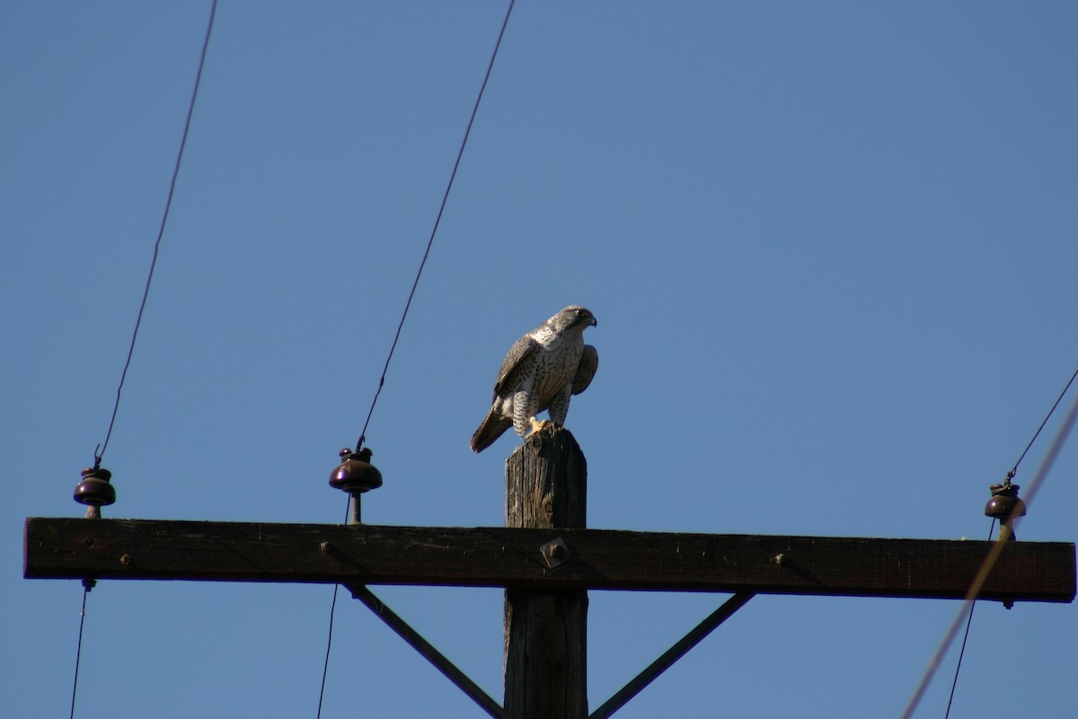 Gyrfalcon - ML634997669