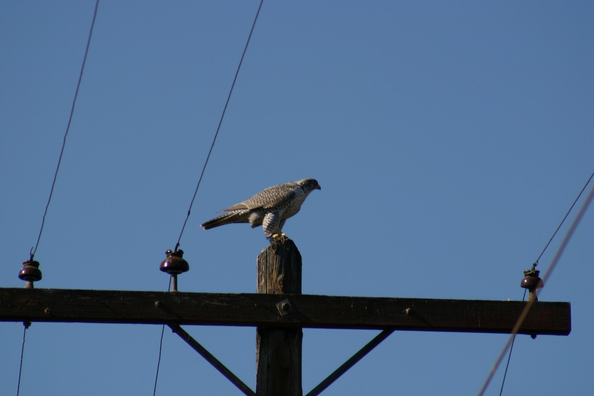 Gyrfalcon - ML634997670