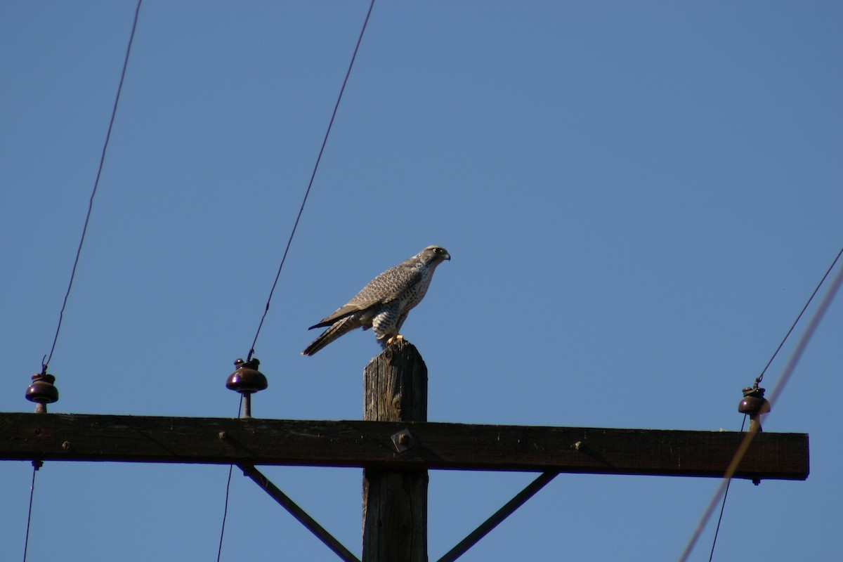 Gyrfalcon - ML634997671