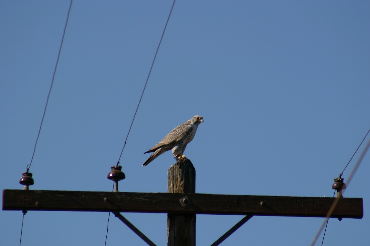 Gyrfalcon - ML634997672