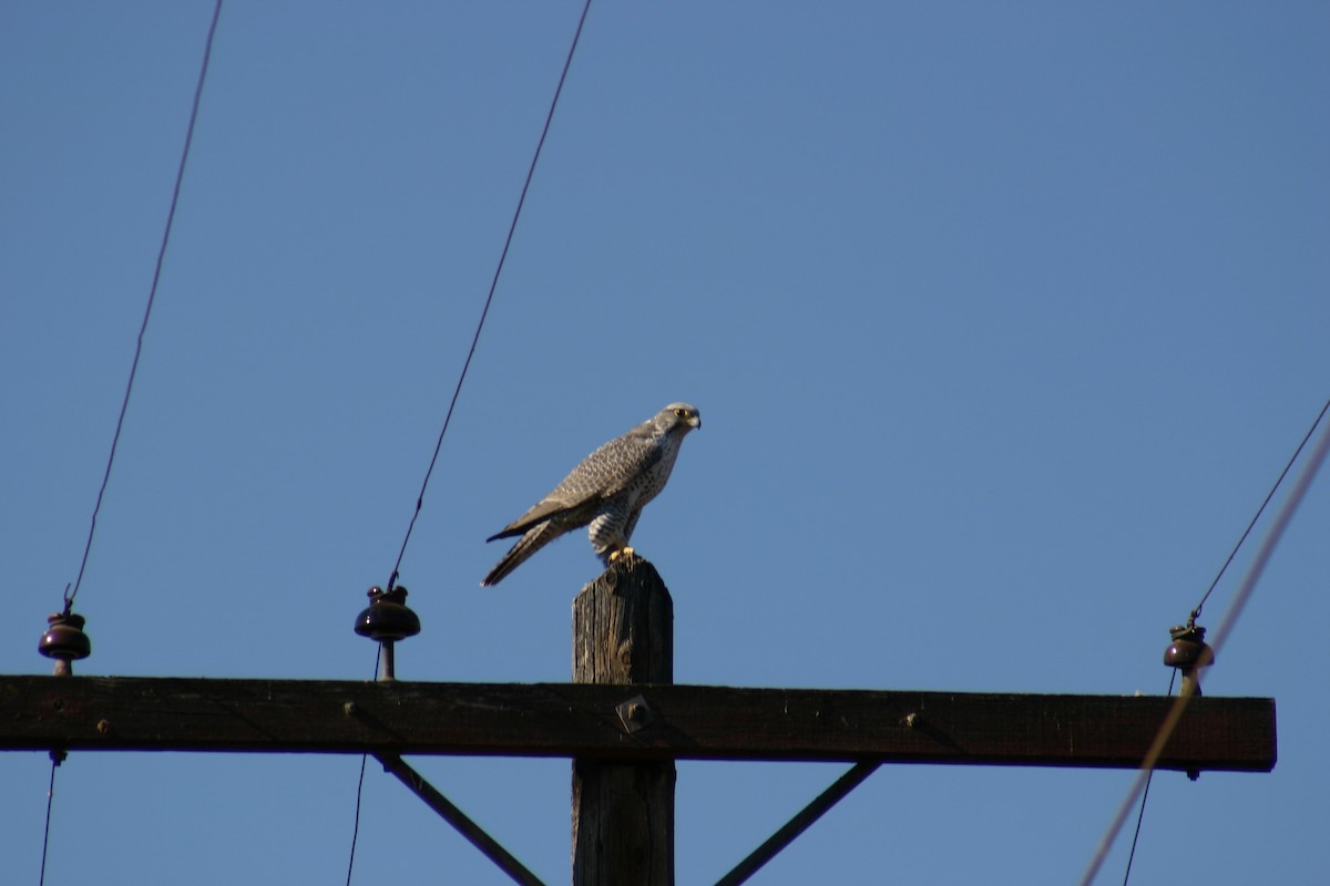 Gyrfalcon - ML634997673