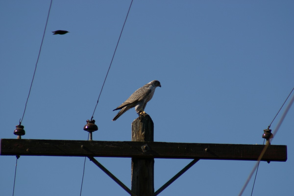 Gyrfalcon - ML634997674