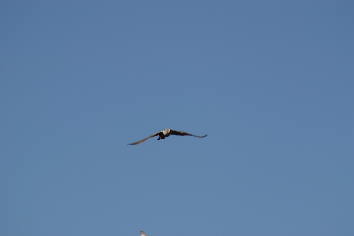 Gyrfalcon - ML634997675