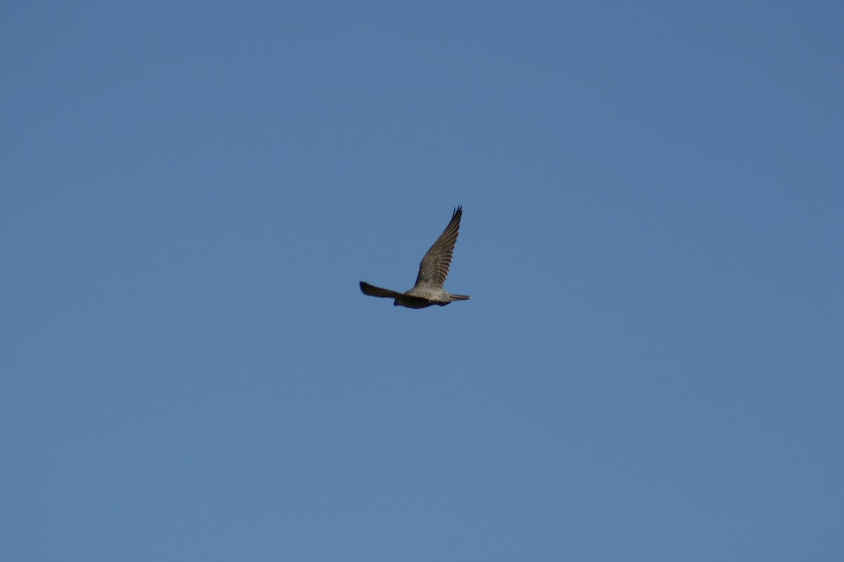 Gyrfalcon - ML634997677