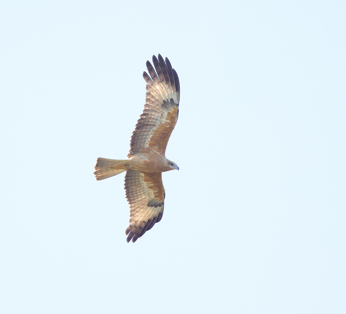 Square-tailed Kite - ML634997724