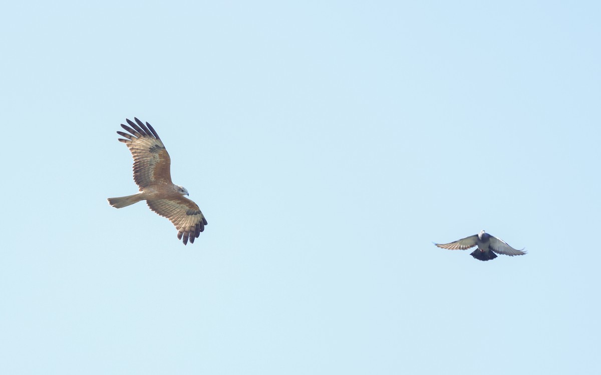 Square-tailed Kite - ML634997725