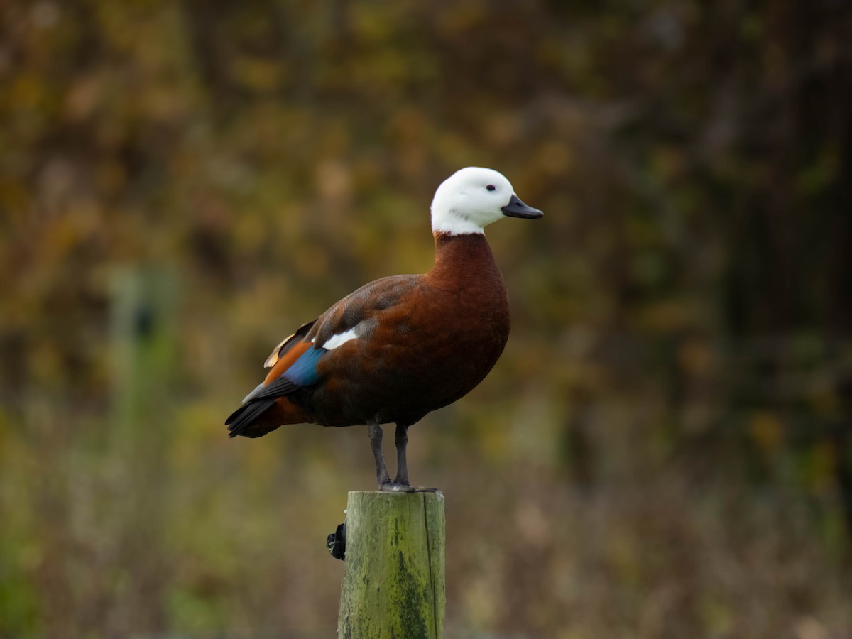 Paradise Shelduck - ML634997773