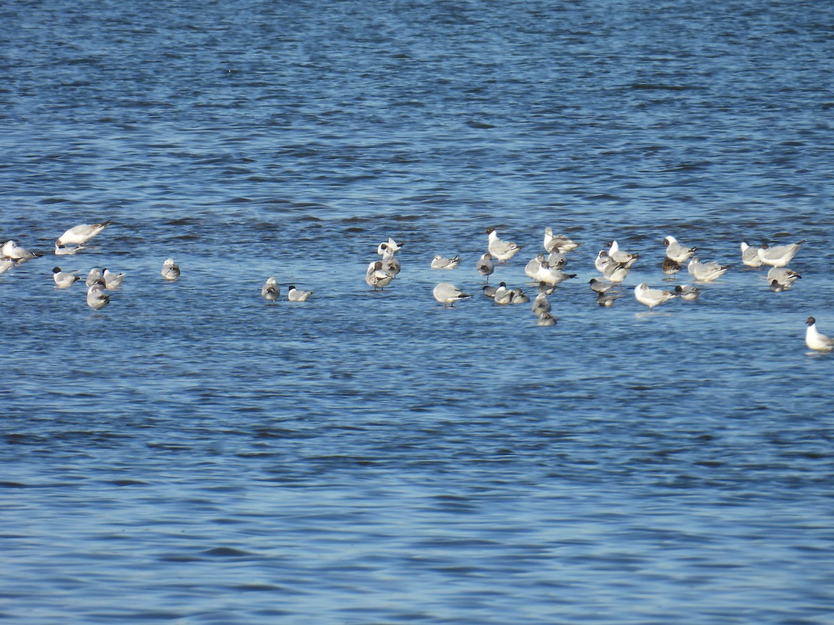 Mediterranean Gull - ML634997809