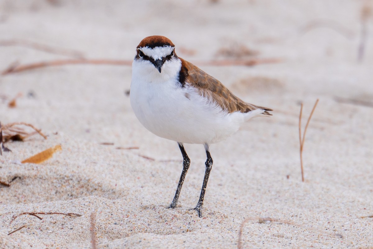 eBird Checklist - 4 May 2025 - Wreck Point (Two Rocks) - 6 species