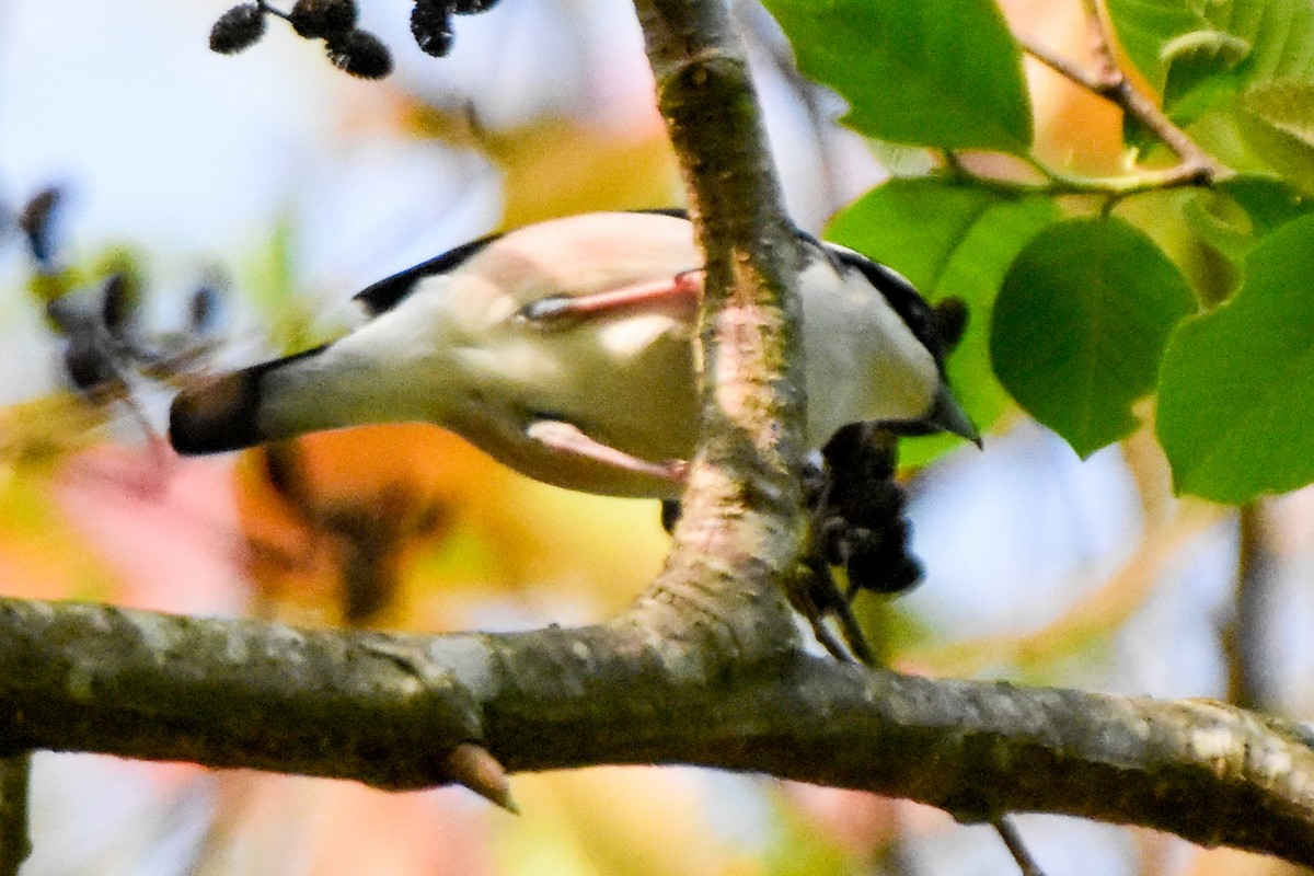 White-browed Shrike-Babbler - ML634997823