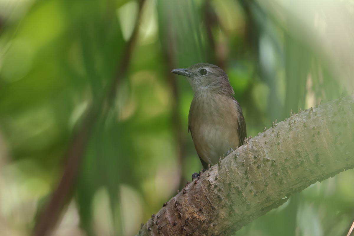 Arafura Shrikethrush - ML634997919