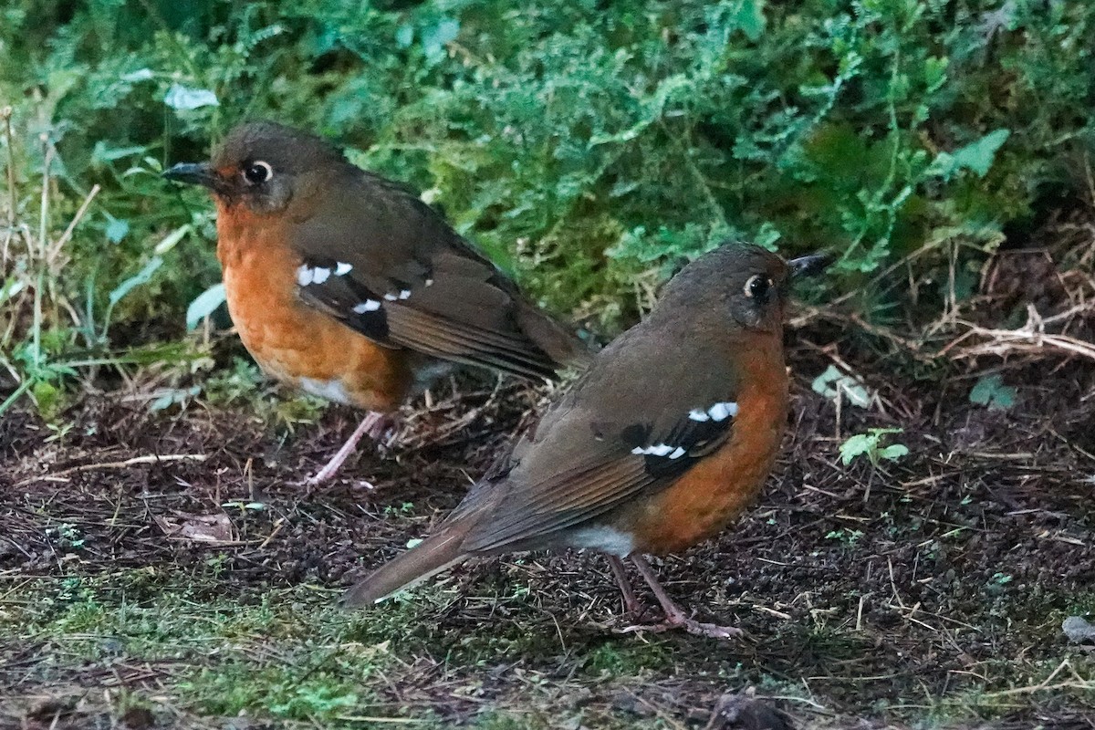 Orange Ground-Thrush - ML634997934