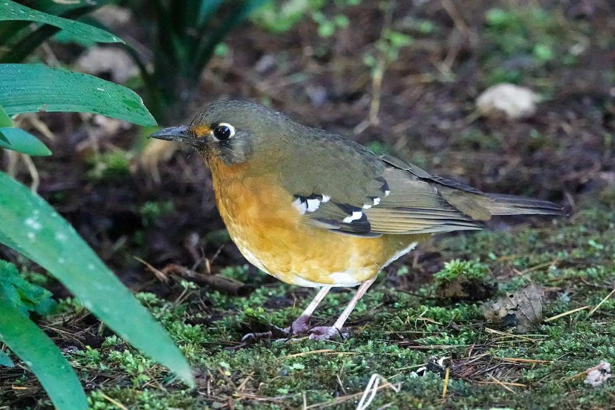 Orange Ground-Thrush - ML634997935