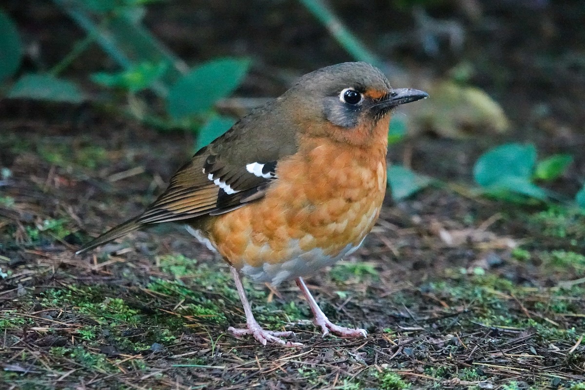 Orange Ground-Thrush - ML634997936