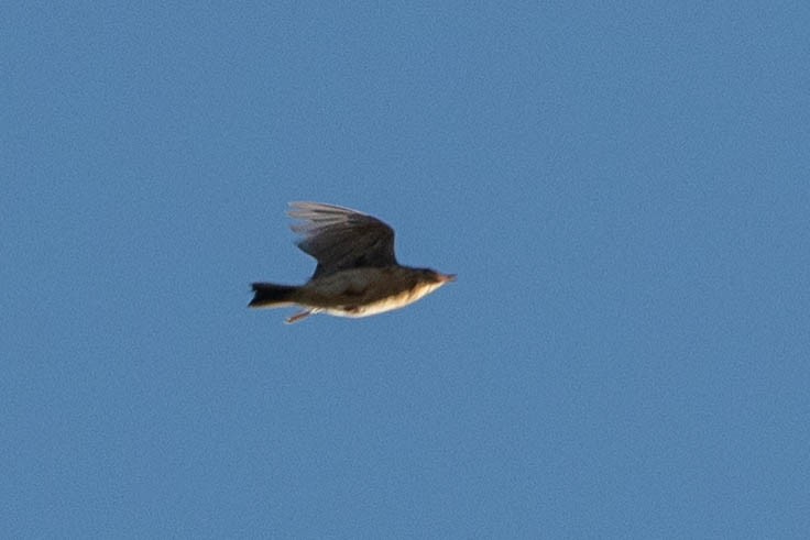 Pampas Pipit - ML634997943