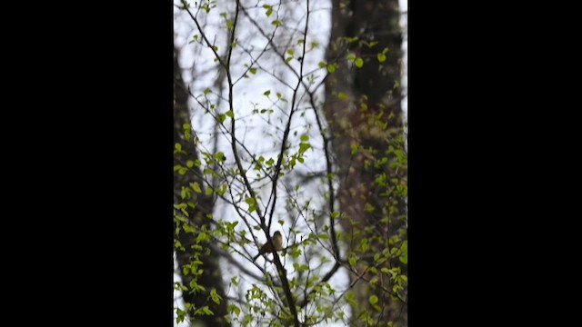 Worm-eating Warbler - ML634997966