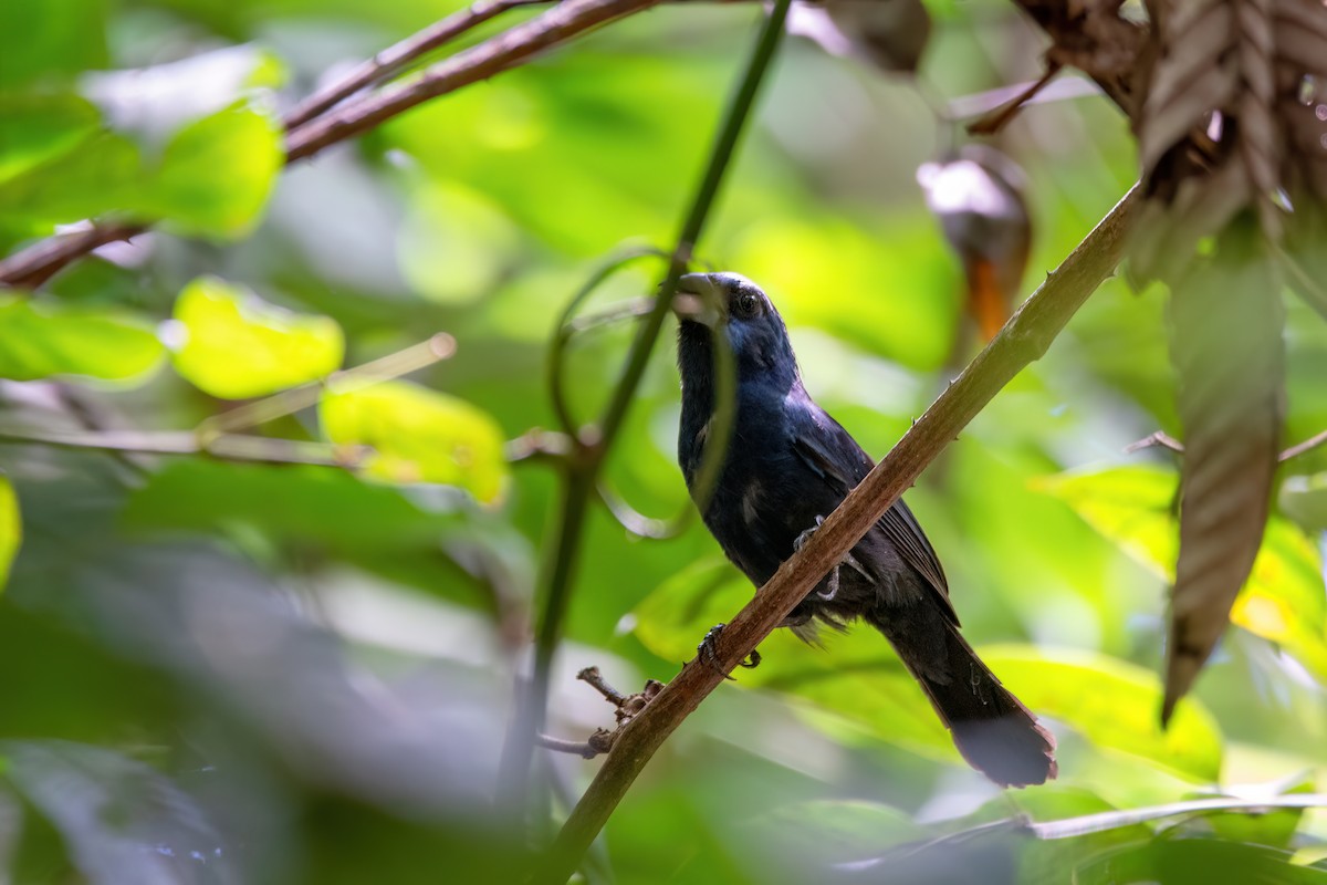 Amazonian Grosbeak - ML634998019