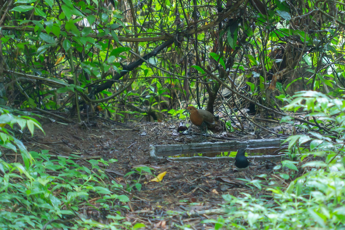 Polluela de Jungla - ML634998033