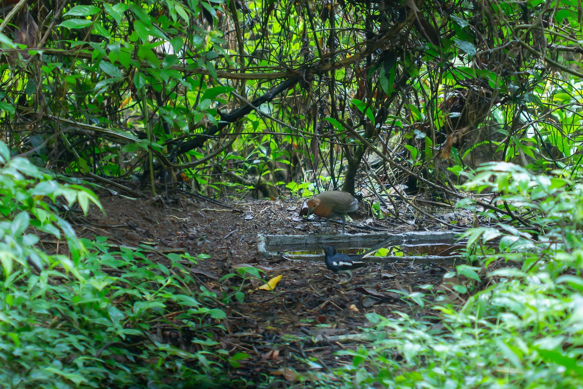 Polluela de Jungla - ML634998034