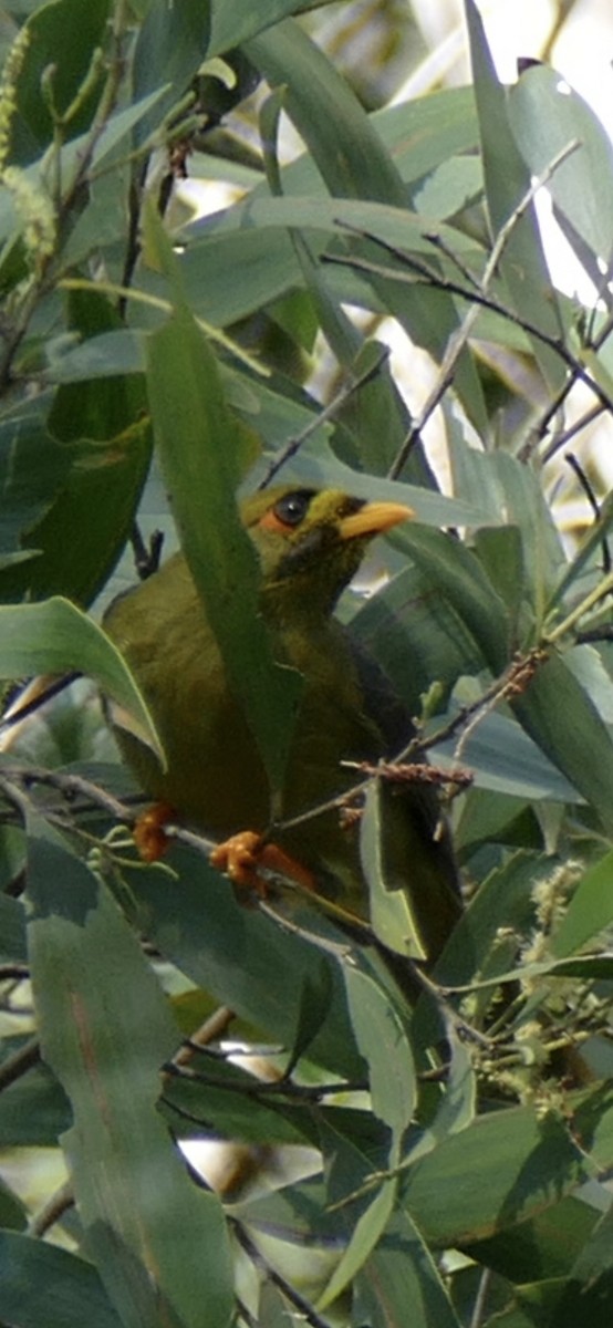 Bell Miner - ML634998053