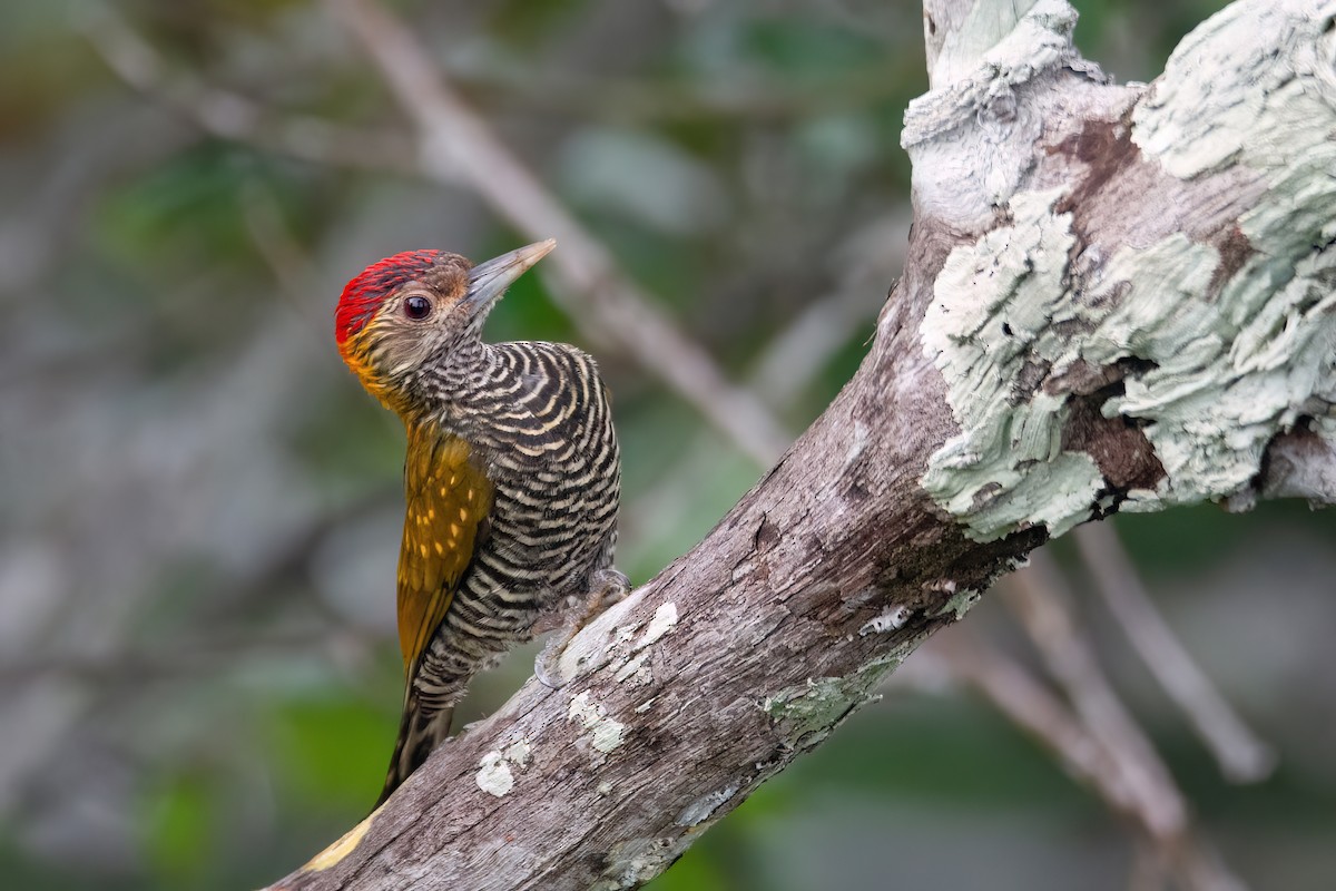 Golden-collared Woodpecker - ML634998095