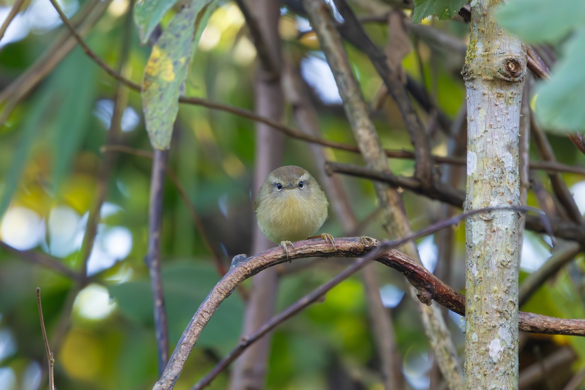 Hume's Bush Warbler - ML634998127