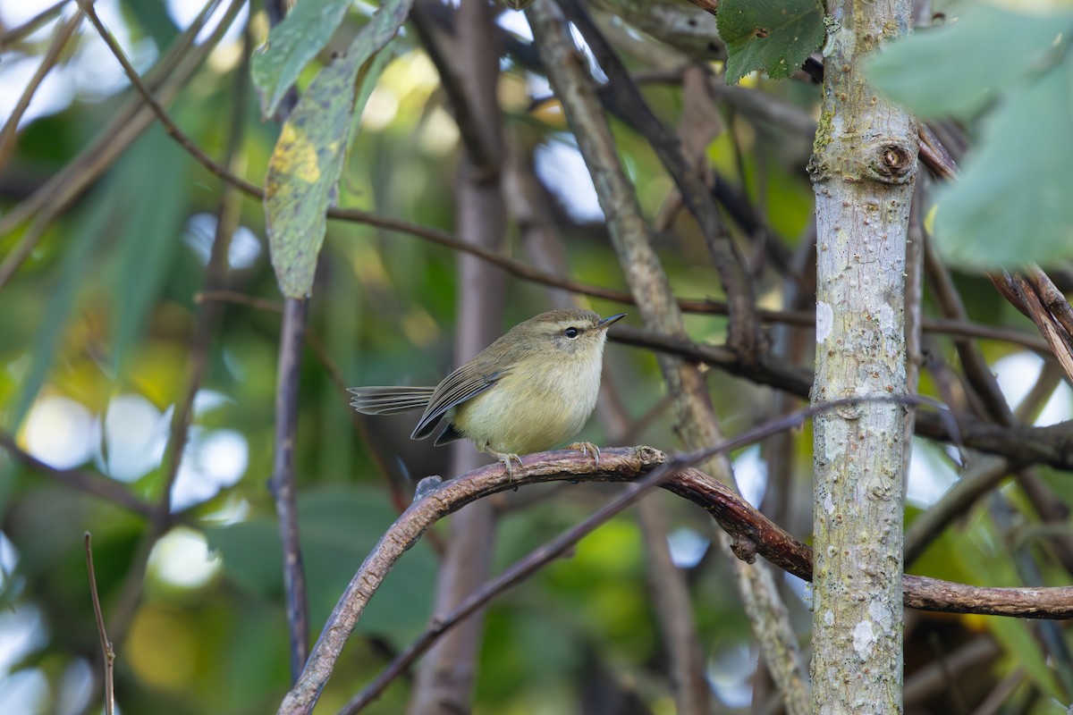 Hume's Bush Warbler - ML634998128