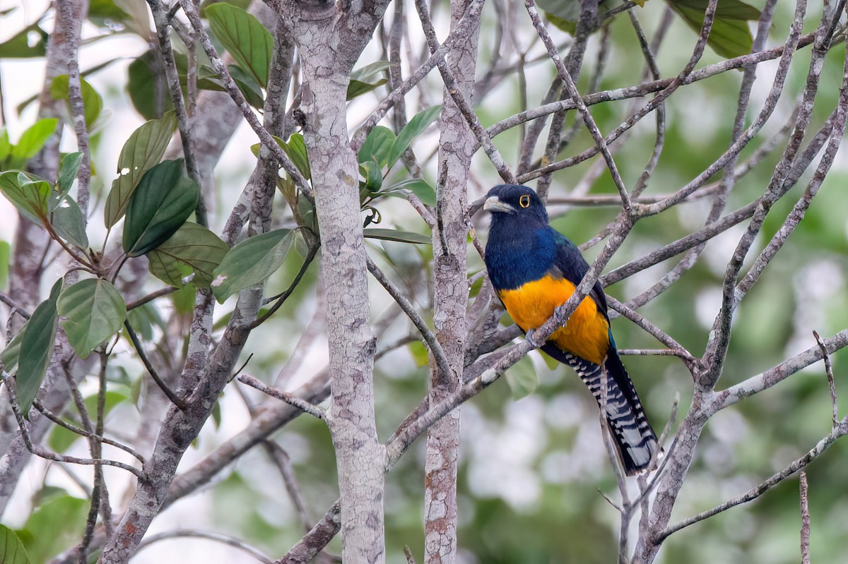 Guianan Trogon - ML634998137