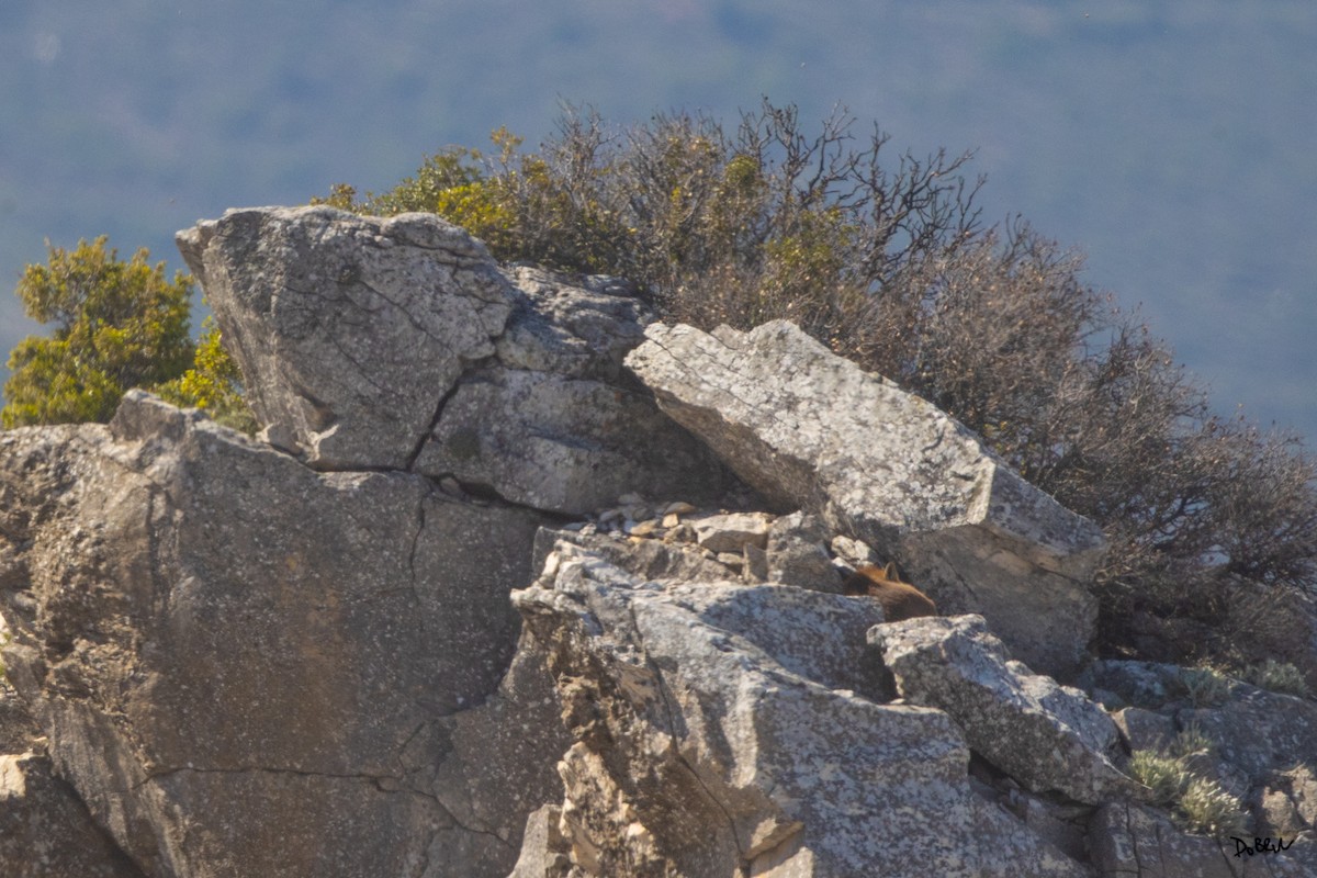 Typical Foxes - ML634998138