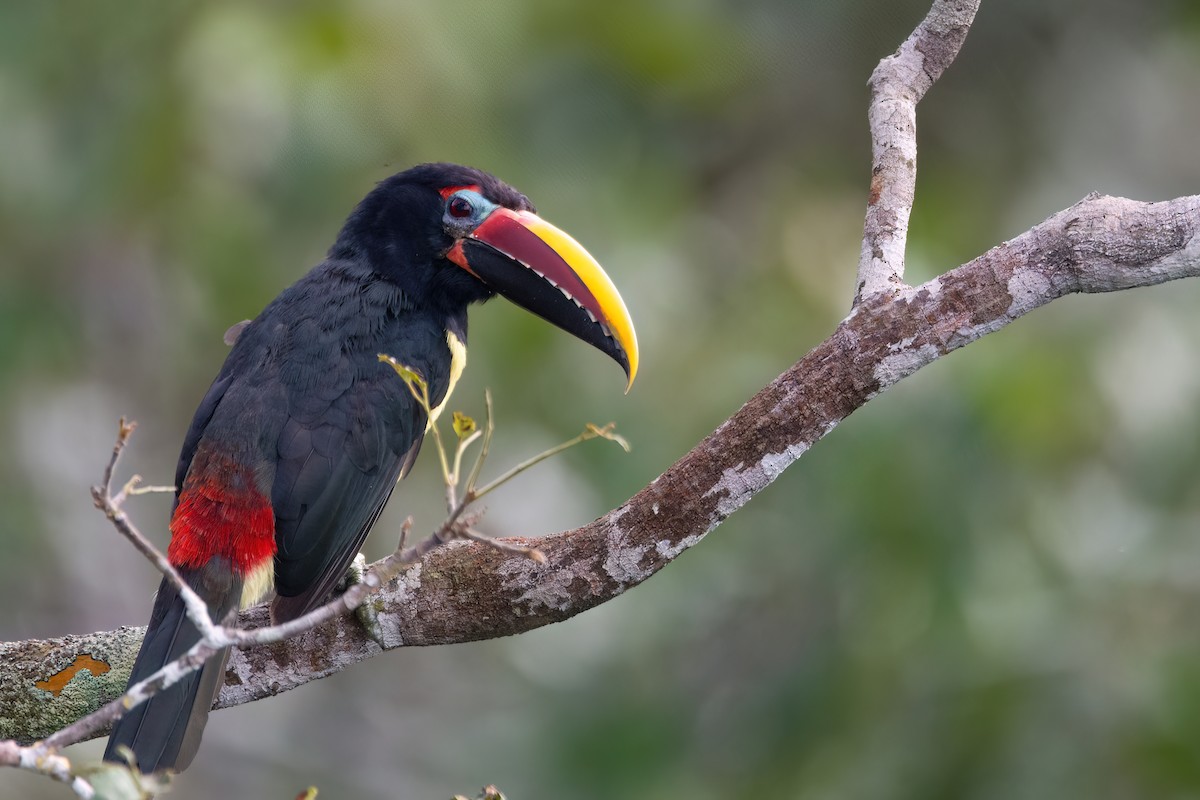 Green Aracari - ML634998163