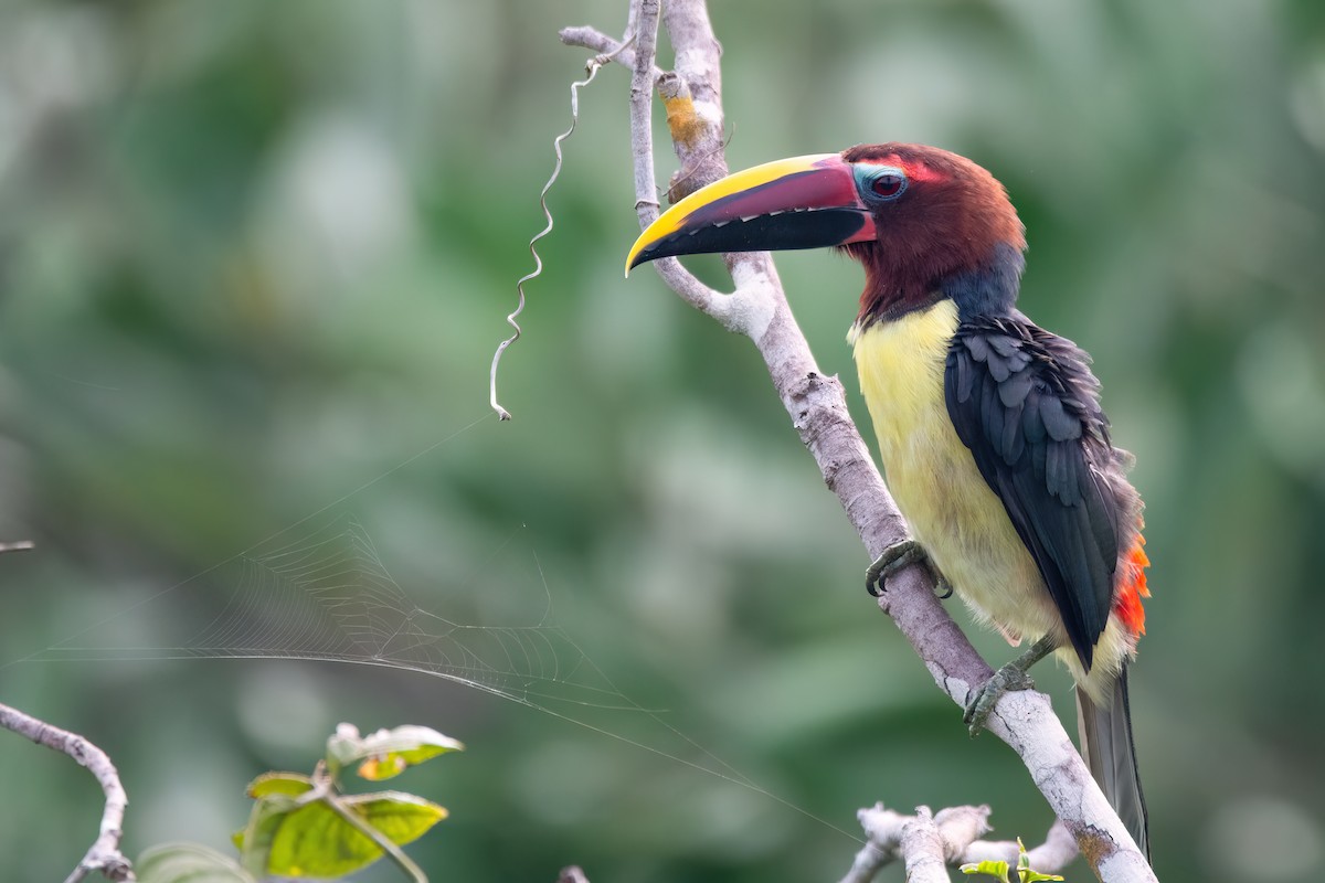 Green Aracari - ML634998164